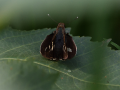 Thespieus macareus