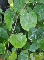 Tilia cordata