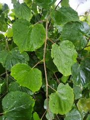 Tilia cordata