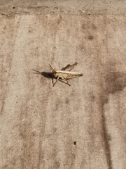 Glyptobothrus