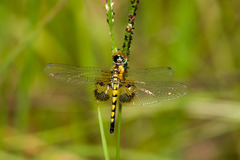 Celithemis amanda