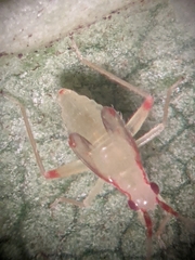 Campyloneura virgula