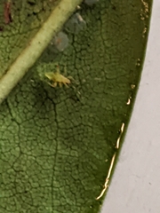 Campyloneura virgula