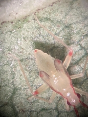 Campyloneura virgula