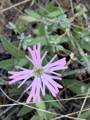 Silene hookeri