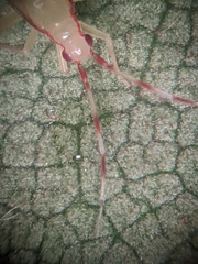 Campyloneura virgula