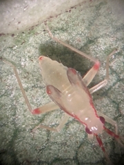 Campyloneura virgula