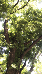 Styphnolobium japonicum