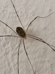 Opilio canestrinii