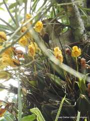 Lycaste
