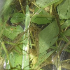 Acanthogobius flavimanus