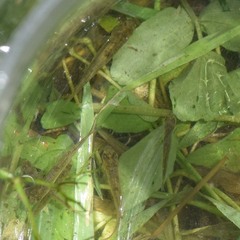 Acanthogobius flavimanus