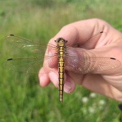 Orthetrum cancellatum