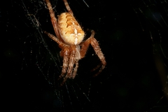 Araneus diadematus