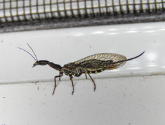 Raphidiidae