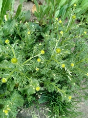 Matricaria discoidea