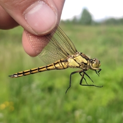 Orthetrum cancellatum