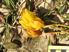 Lycaste