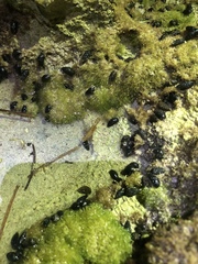 Leander tenuicornis