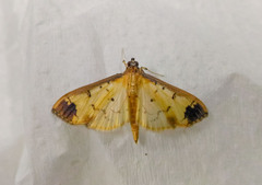 Eulepte gastralis