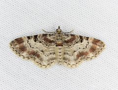 Eupithecia mutata