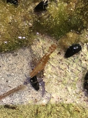 Leander tenuicornis
