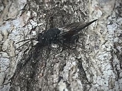 Phasgonophora sulcata