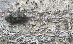 Phasgonophora sulcata