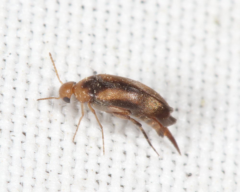 Tumbling Little-maid Flower Beetle