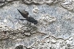 Phasgonophora sulcata