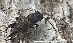 Phasgonophora sulcata