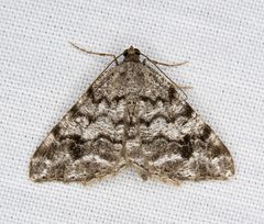 Macaria signaria