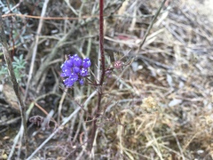 Gilia capitata chamissonis