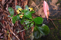 Rhododendron kawakamii