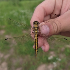 Orthetrum cancellatum