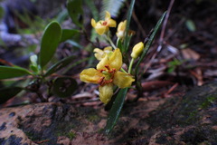 Rhododendron kawakamii