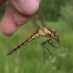 Orthetrum cancellatum