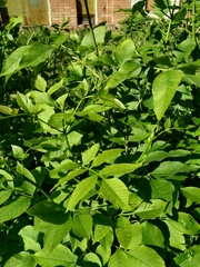 Fraxinus pennsylvanica