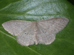 Idaea neglecta