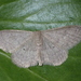Idaea neglecta - Photo (c) Amanhuy Duque y Andrea Castro, some rights reserved (CC BY-NC), uploaded by Amanhuy Duque y Andrea Castro