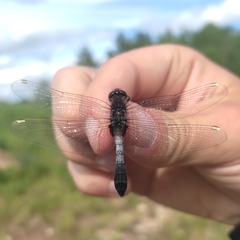 Leucorrhinia caudalis