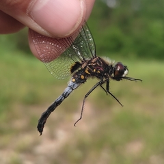 Leucorrhinia caudalis