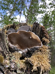 Phellinus lundellii
