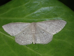 Idaea neglecta