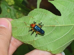 Themus impressipennis