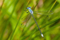 Lestes eurinus