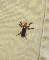 Themus impressipennis
