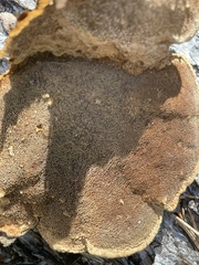 Phellinus chrysoloma