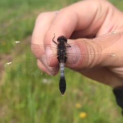 Leucorrhinia caudalis