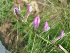 Astragalus macropus